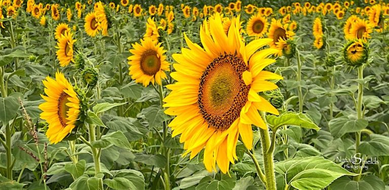 Niagara Sunflower Festival 2026 на підтримку України